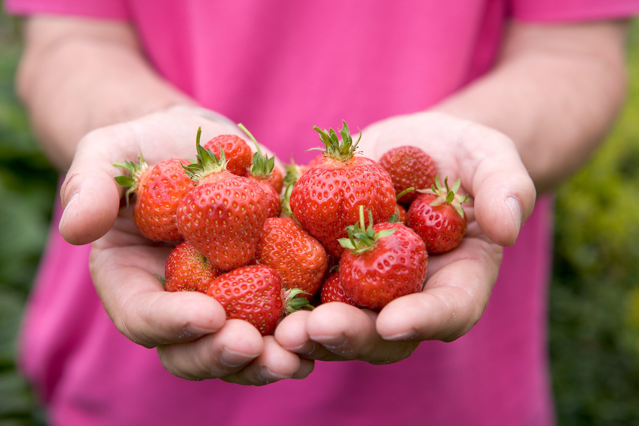 Best Strawberry Plants to Buy