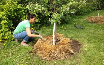 Organic Methods for Tree Health