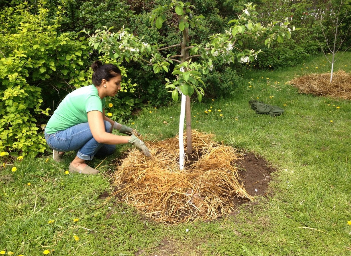 Organic Methods for Tree Health